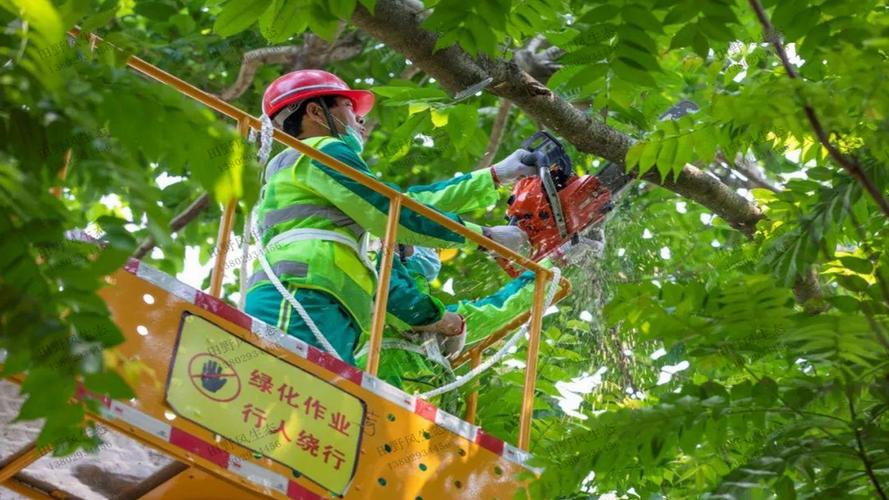 城市道路绿化养护的五个关键要素